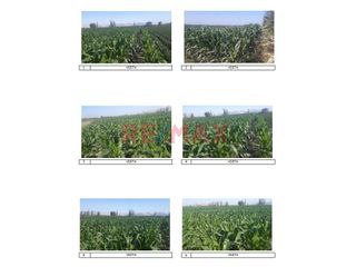 Foto 4 de Venta Terreno Agricola 0.6 Hectareas
