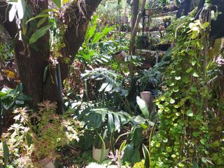 Foto 14 de CASAS CAMPESTRES EN RENTA: Quinta Kronopios (santuario ecológico)