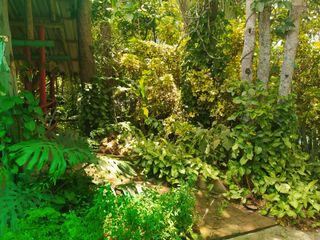 Foto 15 de CASAS CAMPESTRES EN RENTA: Quinta Kronopios (santuario ecológico)