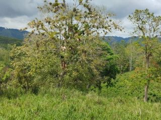 Foto 4 de 🌿 SE VENDE HACIENDA DE 120 HECTÁREAS EN RÍOVERDE - ESMERALDAS 🌿  📍 Ubicación: Cantón Ríoverde, Recinto Chontaduro, Provincia de Esmeraldas. 📏 Exte
