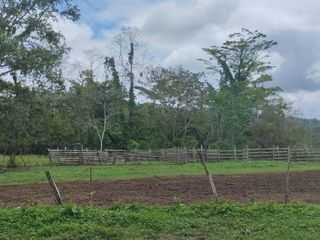 Foto 6 de 🌿 SE VENDE HACIENDA DE 120 HECTÁREAS EN RÍOVERDE - ESMERALDAS 🌿  📍 Ubicación: Cantón Ríoverde, Recinto Chontaduro, Provincia de Esmeraldas. 📏 Exte