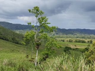 Foto 8 de 🌿 SE VENDE HACIENDA DE 120 HECTÁREAS EN RÍOVERDE - ESMERALDAS 🌿  📍 Ubicación: Cantón Ríoverde, Recinto Chontaduro, Provincia de Esmeraldas. 📏 Exte
