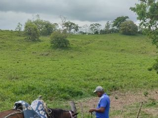 Foto 21 de 🌿 SE VENDE HACIENDA DE 120 HECTÁREAS EN RÍOVERDE - ESMERALDAS 🌿  📍 Ubicación: Cantón Ríoverde, Recinto Chontaduro, Provincia de Esmeraldas. 📏 Exte
