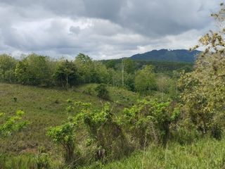 Foto 11 de 🌿 SE VENDE HACIENDA DE 120 HECTÁREAS EN RÍOVERDE - ESMERALDAS 🌿  📍 Ubicación: Cantón Ríoverde, Recinto Chontaduro, Provincia de Esmeraldas. 📏 Exte