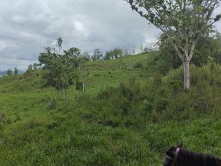 Foto 13 de 🌿 SE VENDE HACIENDA DE 120 HECTÁREAS EN RÍOVERDE - ESMERALDAS 🌿  📍 Ubicación: Cantón Ríoverde, Recinto Chontaduro, Provincia de Esmeraldas. 📏 Exte