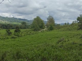Foto 14 de 🌿 SE VENDE HACIENDA DE 120 HECTÁREAS EN RÍOVERDE - ESMERALDAS 🌿  📍 Ubicación: Cantón Ríoverde, Recinto Chontaduro, Provincia de Esmeraldas. 📏 Exte