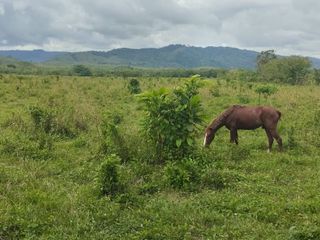 Foto 18 de 🌿 SE VENDE HACIENDA DE 120 HECTÁREAS EN RÍOVERDE - ESMERALDAS 🌿  📍 Ubicación: Cantón Ríoverde, Recinto Chontaduro, Provincia de Esmeraldas. 📏 Exte