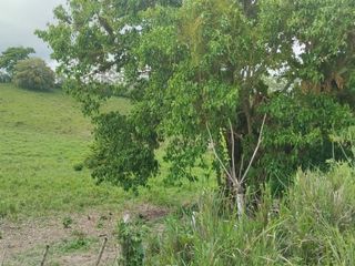 Foto 33 de 🌿 SE VENDE HACIENDA DE 120 HECTÁREAS EN RÍOVERDE - ESMERALDAS 🌿  📍 Ubicación: Cantón Ríoverde, Recinto Chontaduro, Provincia de Esmeraldas. 📏 Exte