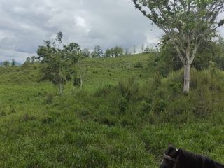 Foto 27 de 🌿 SE VENDE HACIENDA DE 120 HECTÁREAS EN RÍOVERDE - ESMERALDAS 🌿  📍 Ubicación: Cantón Ríoverde, Recinto Chontaduro, Provincia de Esmeraldas. 📏 Exte