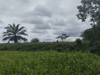 Foto 29 de 🌿 SE VENDE HACIENDA DE 120 HECTÁREAS EN RÍOVERDE - ESMERALDAS 🌿  📍 Ubicación: Cantón Ríoverde, Recinto Chontaduro, Provincia de Esmeraldas. 📏 Exte