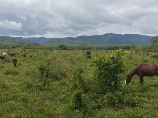 Foto 30 de 🌿 SE VENDE HACIENDA DE 120 HECTÁREAS EN RÍOVERDE - ESMERALDAS 🌿  📍 Ubicación: Cantón Ríoverde, Recinto Chontaduro, Provincia de Esmeraldas. 📏 Exte