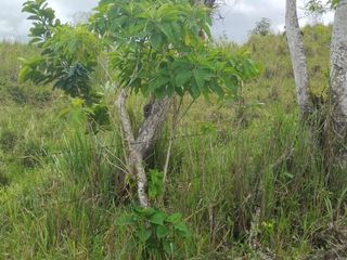 Foto 31 de 🌿 SE VENDE HACIENDA DE 120 HECTÁREAS EN RÍOVERDE - ESMERALDAS 🌿  📍 Ubicación: Cantón Ríoverde, Recinto Chontaduro, Provincia de Esmeraldas. 📏 Exte