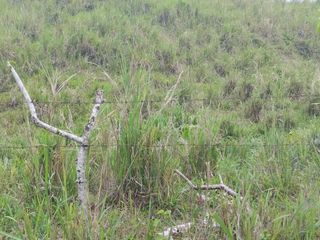 Foto 34 de 🌿 SE VENDE HACIENDA DE 120 HECTÁREAS EN RÍOVERDE - ESMERALDAS 🌿  📍 Ubicación: Cantón Ríoverde, Recinto Chontaduro, Provincia de Esmeraldas. 📏 Exte
