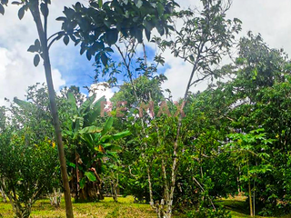 Foto 19 de Vendo Amplio Terreno Agrícola Con Casa Y Lagunas En Iquitos – Ideal Para Proyecto Turístico O Agricultura