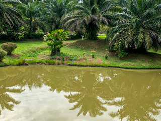 Foto 14 de Vendo Amplio Terreno Agrícola Con Casa Y Lagunas En Iquitos – Ideal Para Proyecto Turístico O Agricultura