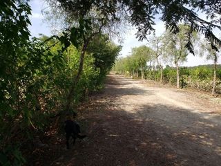 Foto 12 de ¡COMPRE AHORA Y APROVECHE LA OPORTUNIDAD! ¡Terreno de 2048 m2 en condominio de campo en Chincha!