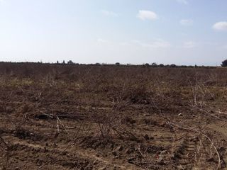 Foto 15 de ¡COMPRE AHORA Y APROVECHE LA OPORTUNIDAD! ¡Terreno de 2048 m2 en condominio de campo en Chincha!