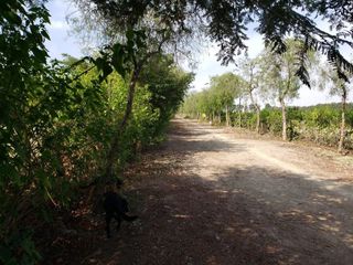Foto 18 de ¡COMPRE AHORA Y APROVECHE LA OPORTUNIDAD! ¡Terreno de 2048 m2 en condominio de campo en Chincha!