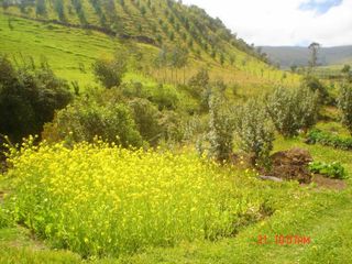 Foto 3 de Terreno Quinta en Venta en los chillos Píntag via el carmen NEGOCIABLE Via Pintag y Via Pifo Sanfgolqui al lado Iglesia Catolica del Carmen