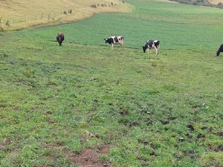Foto 4 de SE VENDE  HACIENDA GANADERA EN PINTAG