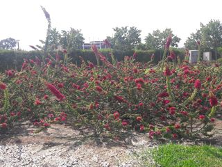 Foto 13 de Venta de terreno en Condominio Alto Pradera Km 100 al Sur