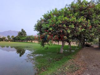 Foto 4 de Venta De Terreno En Campiña De Moche - Carr. A Huacas Del Sol Y La Luna / 11,916 M2 / $200 X M2
