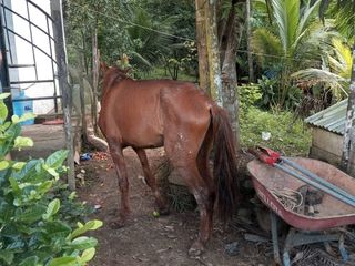 Foto 16 de Ocasión Terreno Iquitos