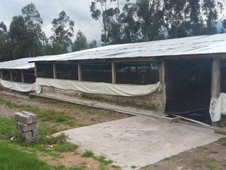 Foto 10 de PARA INVERSIONISTAS TERRENO CON CONSTRUCCIONES IDEAL PARA PRODUCCIÓN AVICOLA