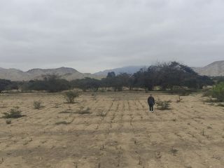 Foto 2 de Venta De Terreno Agricola De 29 Has En Vilcahuaura - Huaura