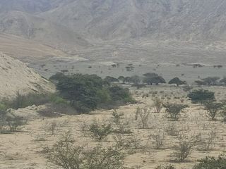 Foto 7 de Venta De Terreno Agricola De 29 Has En Vilcahuaura - Huaura