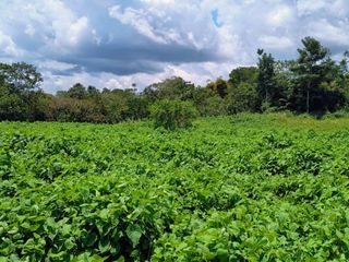 Foto 1 de Terreno Rústico en la Selva del Perú de 6 hectáreas en Iquitos