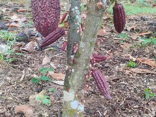 Foto 36 de SE VENDE O PERMUTA FINCA  POR MENOR VALOR EN ARMERO GUAYABAL