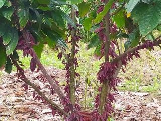 Foto 37 de SE VENDE O PERMUTA FINCA  POR MENOR VALOR EN ARMERO GUAYABAL