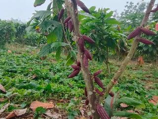 Foto 38 de SE VENDE O PERMUTA FINCA  POR MENOR VALOR EN ARMERO GUAYABAL
