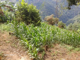 Foto 43 de SE VENDE O PERMUTA FINCA  POR MENOR VALOR EN ARMERO GUAYABAL