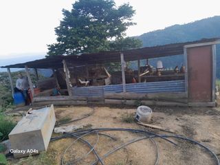 Foto 44 de SE VENDE O PERMUTA FINCA  POR MENOR VALOR EN ARMERO GUAYABAL