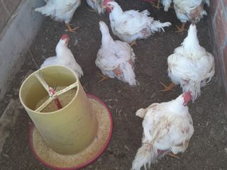 Foto 46 de SE VENDE O PERMUTA FINCA  POR MENOR VALOR EN ARMERO GUAYABAL