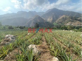 Foto 5 de Terreno Agricola En Venta / Poroto / 3,700 M2 / $86 X M2