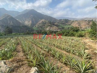 Foto 2 de Terreno Agricola En Venta / Poroto / 3,700 M2 / $86 X M2