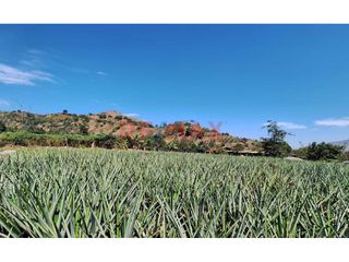 Foto 3 de Terreno Agricola En Venta / Poroto / 3,700 M2 / $86 X M2