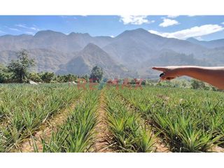 Foto 6 de Terreno Agricola En Venta / Poroto / 3,700 M2 / $86 X M2