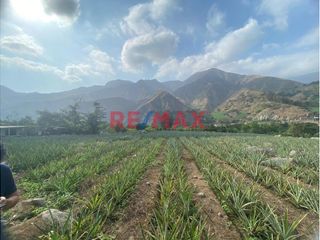 Foto 7 de Terreno Agricola En Venta / Poroto / 3,700 M2 / $86 X M2