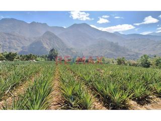 Foto 8 de Terreno Agricola En Venta / Poroto / 3,700 M2 / $86 X M2
