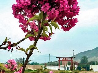 Foto 19 de VENTA DE TERRENO EN CONDOMINIO SAKURA EN EL CORAZÓN DE HUARAL