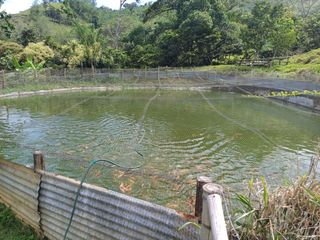 Foto 5 de FINCA EN EL SECTOR DE BELALCAZAR