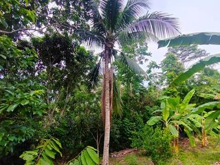 Foto 31 de Casa de Campo en Tarapoto – Ideal para Airbnb o Relax en la Naturaleza