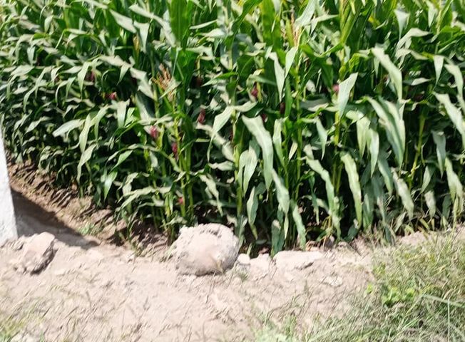 place photo 14
