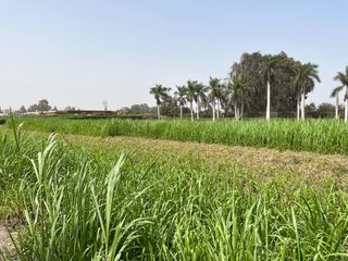 Foto 11 de Terreno en venta en Quilmaná – Tu refugio ideal en el Valle de Cañete