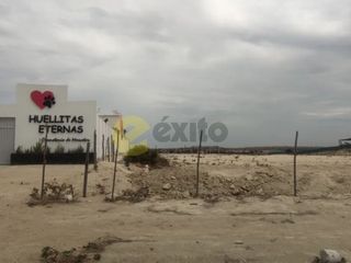 Foto 4 de VENDO TERRENO DE 3 HECTAREAS CARRETERA PIURA PAITA