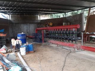Foto 5 de OPORTUNIDAD DE INVERSIÓN AGRÍCOLA EN  PLENA PRODUCCIÓN – QUERECOTILLO, PIURA